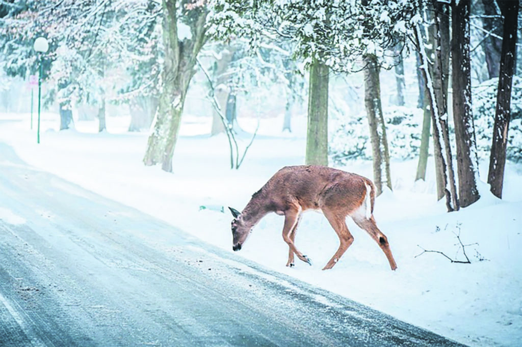 Attention aux chevreuils