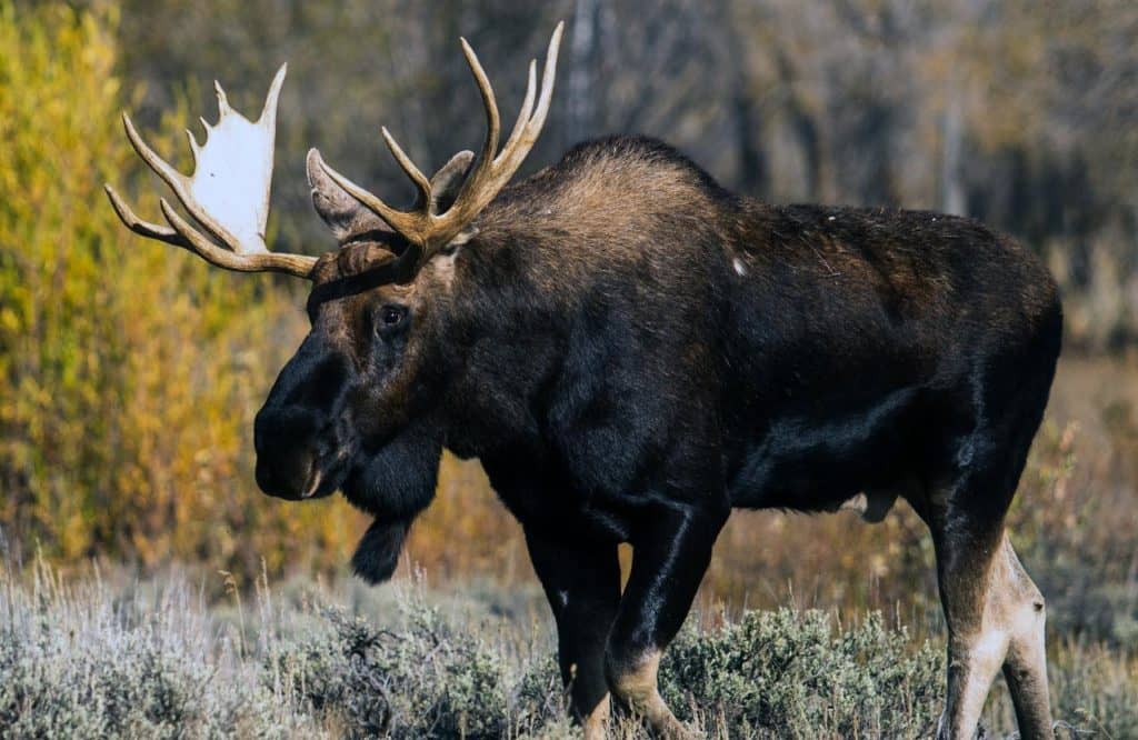 Chasse: nouveau service gouvernemental en ligne