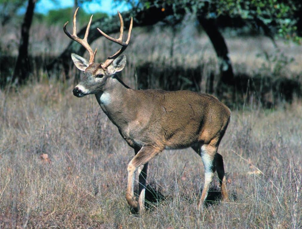Les chasseurs ont abattu 5606 chevreuils en 2016