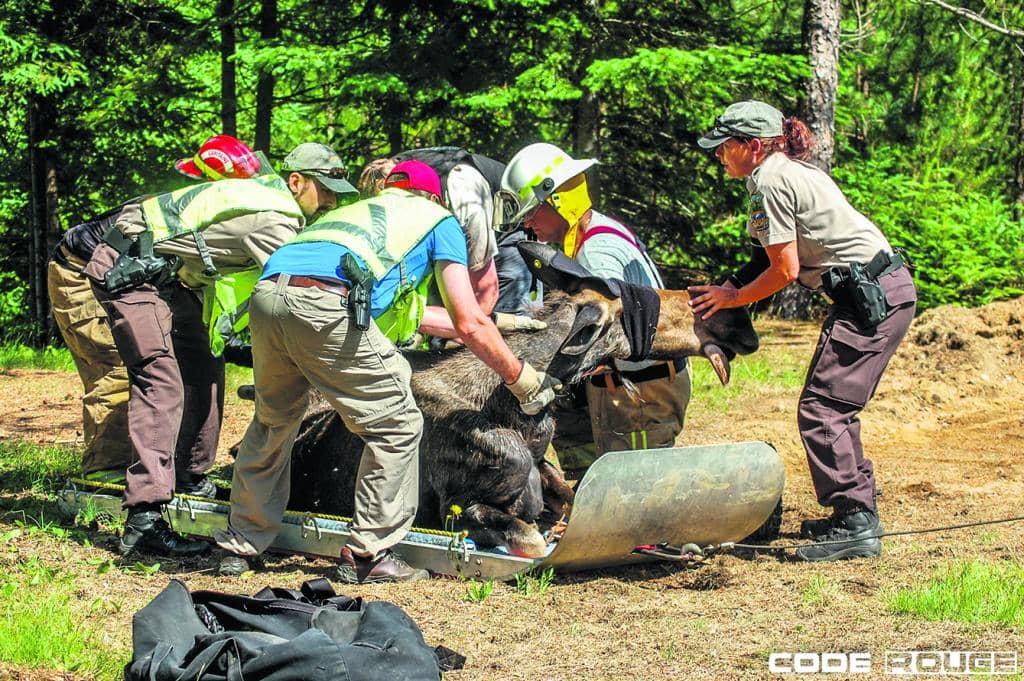 Intervention des agents de la faune à Nominingue