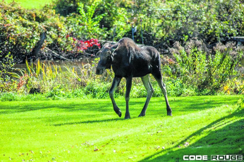 Lac-des-Écorces reçoit la visite d’un orignal