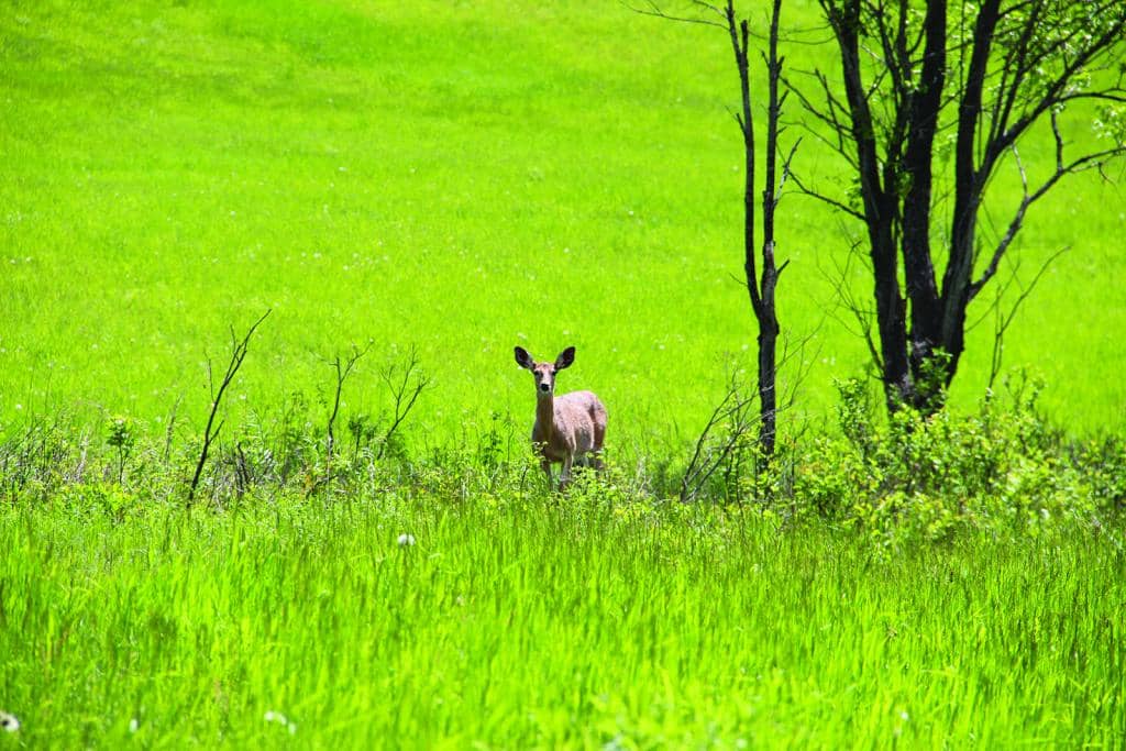 Le «tueur de cerfs» condamné