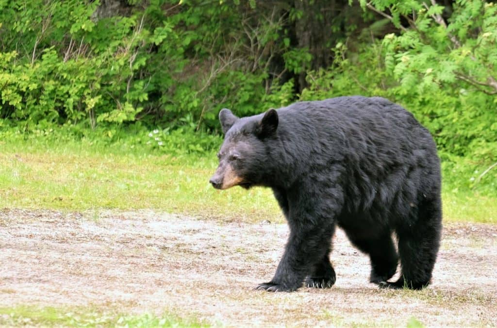 Mise en place de nouvelles mesures d’enregistrement à distance du gibier