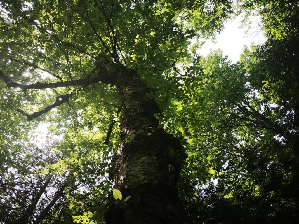 Des forêts reconnues pour leurs caractéristiques uniques