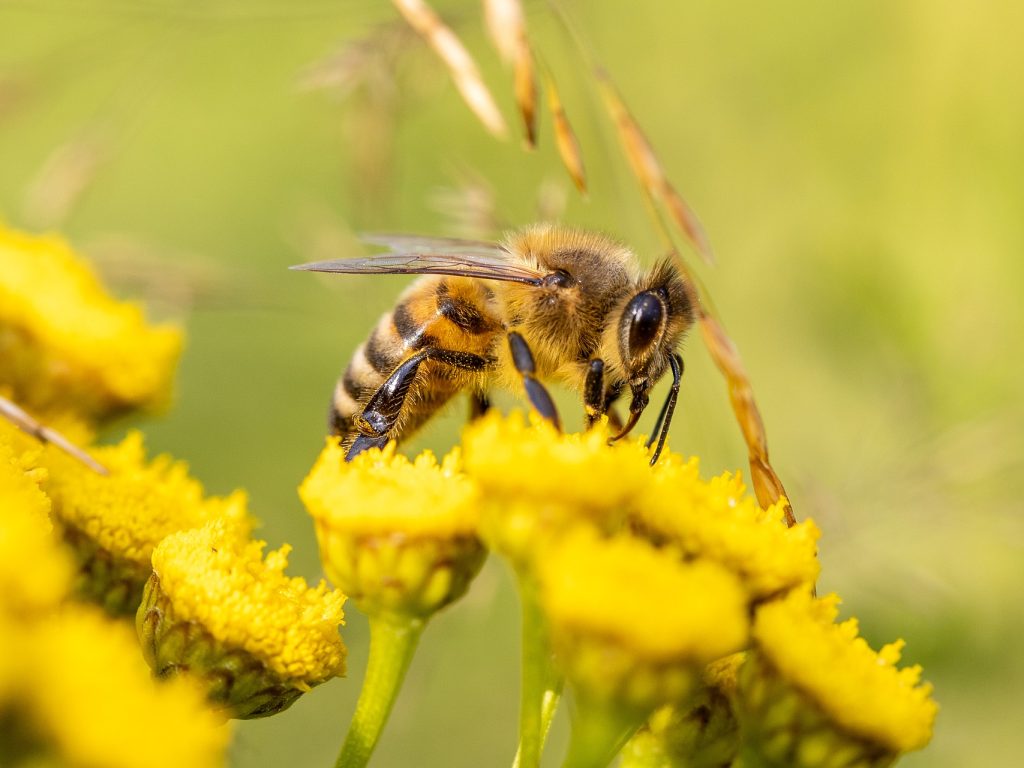 Aidez les pollinisateurs avec le Défi Pissenlits