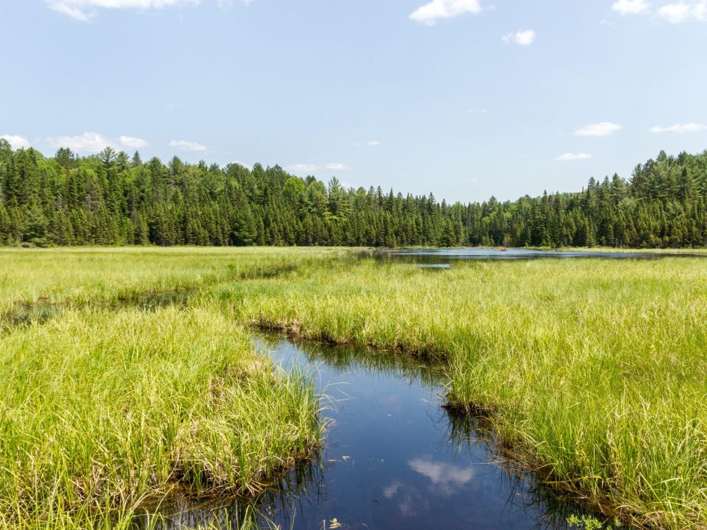 Les milieux humides à cartographier dans les Hautes-Laurentides représentent 4 894 km2 et sont situés en majorité en territoire privé. (Photo Adobe Stock)