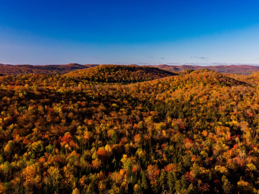 Aucun doute, plusieurs vont vouloir suivre la consultation publique sur Plan d’aménagement forestier intégré opérationnel, en présentiel ou en ligne. (Photo Adobe Stock)