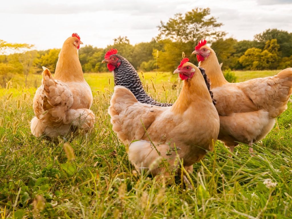Prévention contre la grippe aviaire