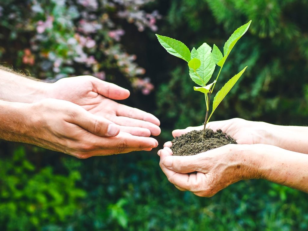 Distribution d’arbres à Mont-Laurier