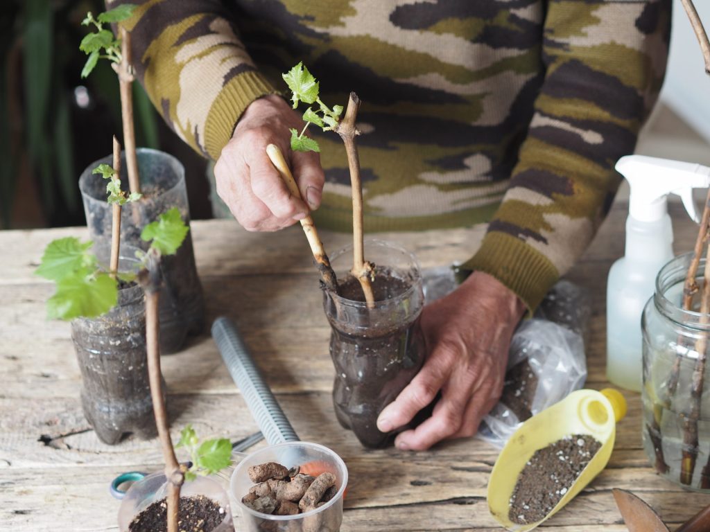 La Bouturothèque est de retour