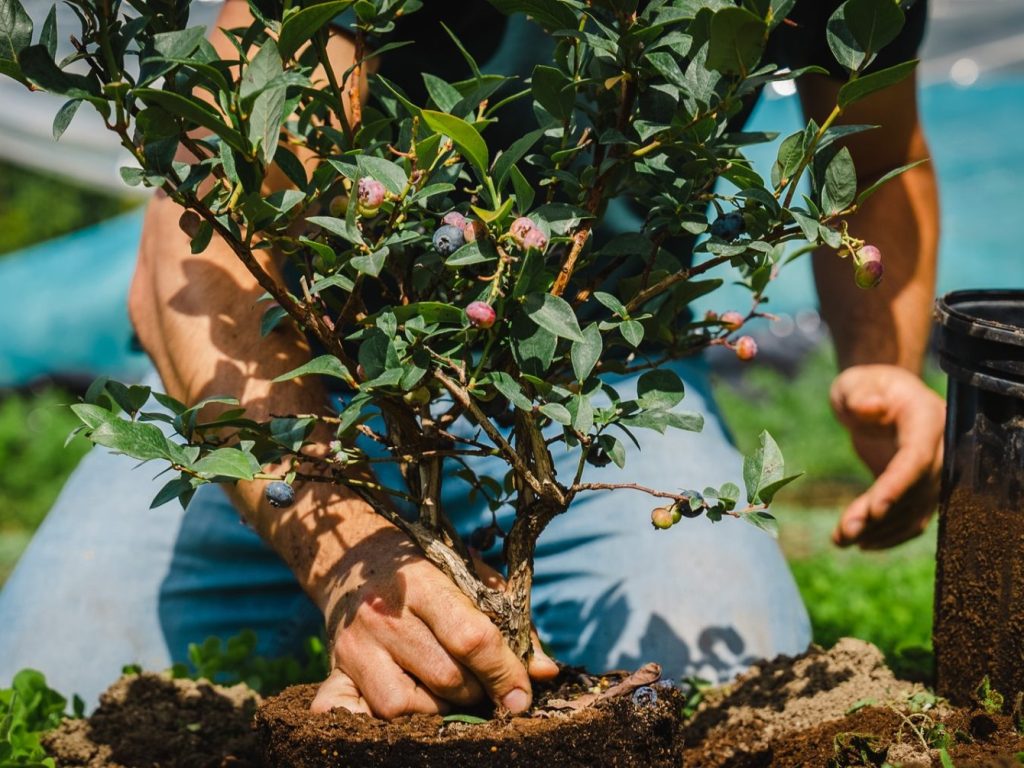 C’est l’annuelle Fête des récoltes de Cultiver pour nourrir